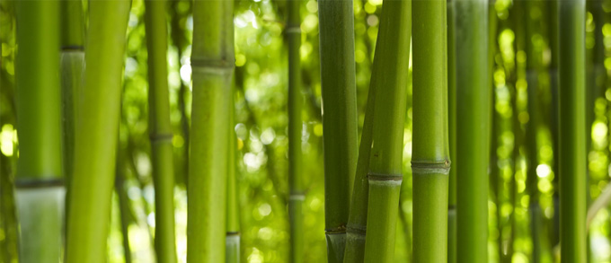 Bambus 1017